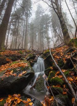 Am Reschbach entlang führt die Pilgerwanderung am Samstag, 18. November. (Foto: Lukas Haselberger)
