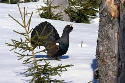 Eines der scheuen Auerhühner wie diesen Hahn bekommen die Helfer des Monitoring-Projekts nur äußerst selten zu Gesicht. (Foto: Rainer Simonis/Nationalpark Bayerischer Wald)