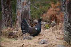 Auerhühner sind im Winter besonders anfällig für Störungen, weshalb Wanderer die markierten Wege nicht verlassen sollen. (Foto: Jan Gläßer)