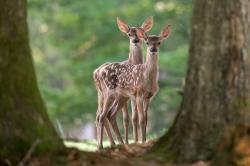 Hinter dem ersten Türchen des digitalen Kalenders verstecken sich zwei Rothirsch-Kälber. (Foto: Janine Rietz/Nationalpark Bayerischer Wald)