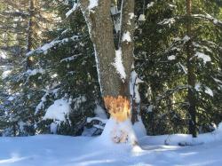 Der Biber ist Thema einer Langlauftour mit dem Nationalpark-Förster am 30. Dezember. (Foto: Fotografenname/Nationalpark Bayerischer Wald)