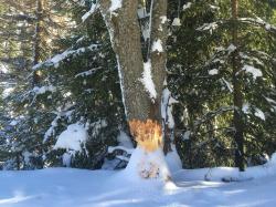 Der Biber ist Thema einer Langlauftour mit dem Nationalpark-Förster am 30. Dezember. (Foto: Fotografenname/Nationalpark Bayerischer Wald)