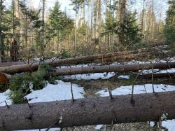 Windwurf im Bereich des Hochbergs. Foto: Nationalpark Bayerischer Wald