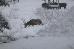 Von einer Beobachtungshütte aus kann man einen Blick auf die Hirsche im Wintergatter werfen. (Foto: Nationalpark Bayerischer Wald)