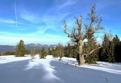 Der Ruckowitzschachten ist Ziel einer Wanderung am Samstag, 20. Januar. (Foto: Nationalpark Bayerischer Wald)