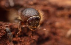 Der Borkenkäfer ist Thema beim wissenschaftlichen Vortrag am 18. Januar. (Foto: Lukas Haselberger/Nationalpark Bayerischer Wald)