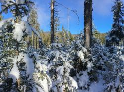 Natur in Verbindung mit besinnlichen Elementen erleben die Teilnehmer der Führung am 20. Januar.  (Foto: Nationalpark Bayerischer Wald)