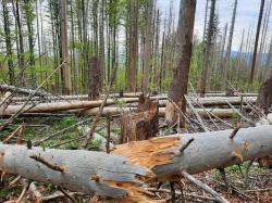 Welche Bedeutung haben Störungen für das Waldökosystem? Am 1. Februar gibt es Antworten auf diese Fragen. (Foto: Nationalpark Bayerischer Wald)