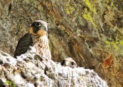 Um den Wanderfalken eine störungsfreie Brut zu ermöglichen, wird der Weg durch das Höllbachgespreng ab 1. Februar gesperrt. (Foto: Nationalpark Bayerischer Wald)