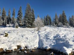 Biberspuren entdecken können die Teilnehmer der Wanderung am 3. Februar um Landschaftsschutzgebiet Šumava. (Foto: Petra Střelečková)