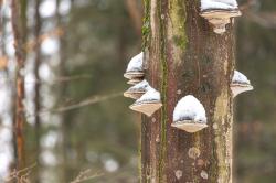 Auch im Winter gibt’s im Wald viel zu entdecken. (Foto: Annabell Gsödl)