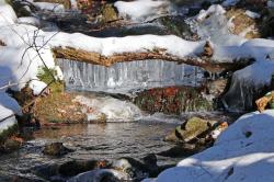 Bei der Führung am Samstag, 24. Februar, dreht sich alles um das Lebenselixier Wasser (Foto: Nationalpark Bayerischer Wald)
