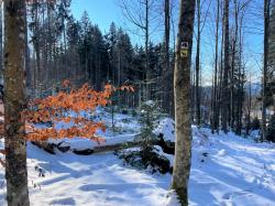 Der Wanderweg „Sauerklee“ führt von Spiegelhütte aus auf den Jährlingschachten (Foto: Nationalpark Bayerischer Wald)