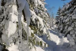 Die enorme Bedeutung von Schnee für den Wasserkreislauf erklärt Burkhard Beudert am Samstag, 9. März. (Foto: Nationalpark Bayerischer Wald)