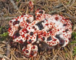 Korkstachelinge wie Hydnellum peckii benötigen nährstoffarme Standorte und eine lange Habitat-Tradition. (Foto: Peter Karasch)