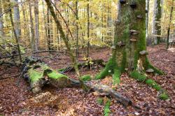 Über die Mittelsteighütte wird am Sonntag, 24. März, auf den Großen Falkenstein gewandert. (Foto: Karl Klostermann/Nationalpark Bayerischer Wald)