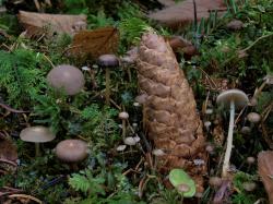 Die Artenvielfalt der Pilzwelt lernen die Teilnehmer bei der Wanderung am 23. März kennen. (Foto: Peter Karasch/Nationalpark Bayerischer Wald)