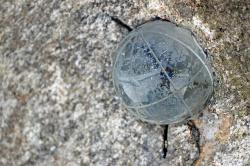 Passendes Wetter vorausgesetzt, erstrahlt die Kristallkugel der Sonnenuhr am 20. März zur Mittagszeit. (Foto: Nationalpark Bayerischer Wald)