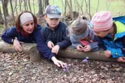 Welche Blumen blühen im Frühling im Nationalpark? Dies und noch viel mehr erfahren Kinder beim Oster-Ferienprogramm des Nationalparks. (Foto: Nationalpark Bayerischer Wald)