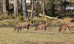 Auch am Rothirschgehege in Scheuereck kommen die Teilnehmer der Wanderung am 7. April vorbei.   (Foto: Nationalpark Bayerischer Wald)