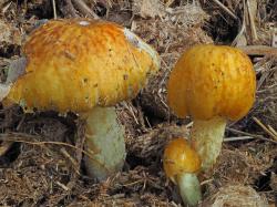 Der Olivfarbene Mistpilz ist eine der beiden Pilz-Entdeckungen. (Fotos: Peter Karasch/Nationalpark Bayerischer Wald)