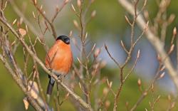 Bei einer Vogelstimmenwanderung erfahren Teilnehmer vieles über die Gesänge der heimischen Vogelarten. (Foto: Christoph Moning)