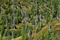 In den Nationalparkwäldern wird am 8. Juni über den Klimawandel diskutiert. (Foto: Nationalpark Bayerischer Wald)