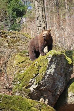 Der Nachwuchs beobachtet Bärenpapa Benny erstmal nur aus der Entfernung. (Foto: Elke Ohland/Nationalpark Bayerischer Wald)