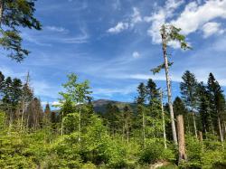 Wie entwickeln sich die Wälder rund um den Falkenstein? Antworten auf diese und weitere Fragen gibt es bei einer Führung am 30. September. (Foto: Nationalpark Bayerischer Wald)