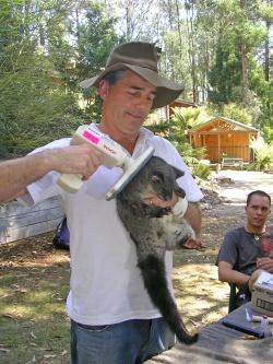 Der Australier David Lindenmayer untersucht unter anderem die Verbreitung von Beuteltier-Arten, hier das Mountain Brushtail Possum. (Foto: Australian National University)