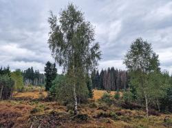 Wertvolle Moorlandschaften können Teilnehmer einer kostenlosen Führung am Samstag entdecken. (Foto: Nationalpark Bayerischer Wald)