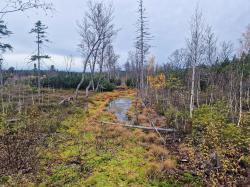 Das Finsterauer Filz ist Heimat zahlreicher hochspezialisierter Arten und von großer Bedeutung für das Ökosystem. (Foto: Annette Nigl/Nationalpark Bayerischer Wald)