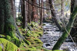 Der wildromantische Reschbach lockt mit seinen artenreichen Wasserwelten. (Foto: Julia Reihofer/Nationalpark Bayerischer Wald)