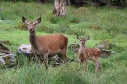 Die Rothirsche können vorerst nur noch von außerhalb der Gehege bestaunt werden. (Foto: Gregor Wolf / Nationalpark Bayerischer Wald)