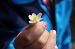 In den Osterferien lassen sich zahlreiche farbenfrohe Frühlingsboten im Nationalpark entdecken.  (Foto: Annette Nigl/Nationalpark Bayerischer Wald)