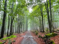 Bei der Emmauswanderung am Ostermontag geht es gemeinsam auf den Lusen. (Foto: Sandra Schrönghammer/Nationalpark Bayerischer Wald)