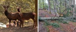 Ein Baum ist auf den Zaun des Rothischgegehes gefallen. Dadurch konnten einige Tiere nach draußen gelangen. (Fotos: Gregor Wolf / Christoph Wagner / Nationalpark Bayerischer Wald)