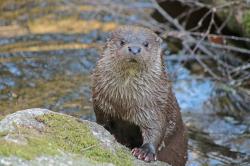 Dem Fischotter auf der Spur sind die Teilnehmer der Führung am 3. Mai. (Foto: Gregor Wolf/Nationalpark Bayerischer Wald)