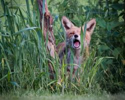 Einen gähnenden Fuchs zeigt eines der Siegerbilder, das Rosie Simpson gelungen ist.