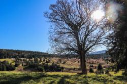 Artenreiche Kulturlandschaften des Böhmerwaldes sind bei der Tageswanderung zu sehen. (Foto: Annette Nigl/Nationalpark Bayerischer Wald)