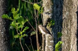 Die Gesänge der Vögel, wie zum Beispiel der Mönchsgrasmücke, können Interessierte bei der „Nationalpark exklusiv“-Führung kennenlernen. (Foto: Andreas Rückerl / Fotografenname/Nationalpark Bayerischer Wald)