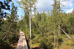 Durchs Große Filz führt die „Nationalpark exklusiv“-Wanderung am 10. Mai. (Foto: Karl Klostermann /Nationalpark Bayerischer Wald)