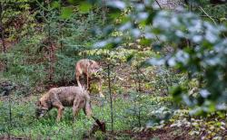 Bei einer meditativen Wanderung geht es zu den Wölfen im Tier-Freigelände Neuschönau. (Foto: Julia Reihofer/Nationalpark Bayerischer Wald)