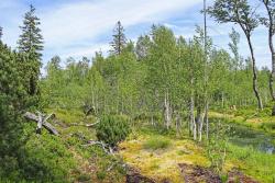 Den Lebensraum Moor können Kinder bei einer Führung in Mauth hautnah entdecken. (Foto: Gregor Wolf/Nationalpark Bayerischer Wald)