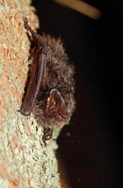 Die seltene Mopsfledermaus quartiert sich im Bayerischen Wald oft in abstehenden Rinden von Fichten ein, die zuvor von Borkenkäfern befallen wurden. (Foto: Simon Thorn/Nationalpark Bayerischer Wald)