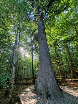 Die Führung mit Ursula Schuster führt auch an der Waldhaustanne in Zwieslerwaldhaus vorbei. (Foto: Annette Nigl/Nationalpark Bayerischer Wald)