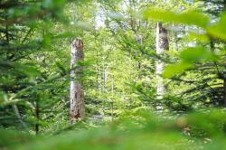 Die wandelbare Nationalparkwildnis ist bei der Führung hautnah zu erleben. (Foto: Julia Reihofer/Nationalpark Bayerischer Wald)