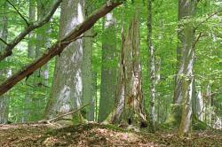 Im Nationalpark darf der natürliche Kreislauf aus Wachsen und Verstehen noch ungestört ablaufen. (Foto: Gregor Wolf/Nationalpark Bayerischer Wald)