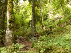 Der Wanderweg mit der Markierung „Heidelbeere“ durch das Höllbachgespreng ist ab Mittwoch, 21. Mai, wieder freigegeben. (Foto: Julia Zink / Nationalpark Bayerischer Wald)