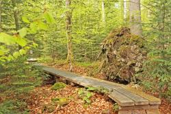 Bei einer Wanderung über den Seelensteig können Führungsteilnehmer die Seele baumeln lassen. (Foto: Gregor Wolf / Nationalpark Bayerischer Wald)